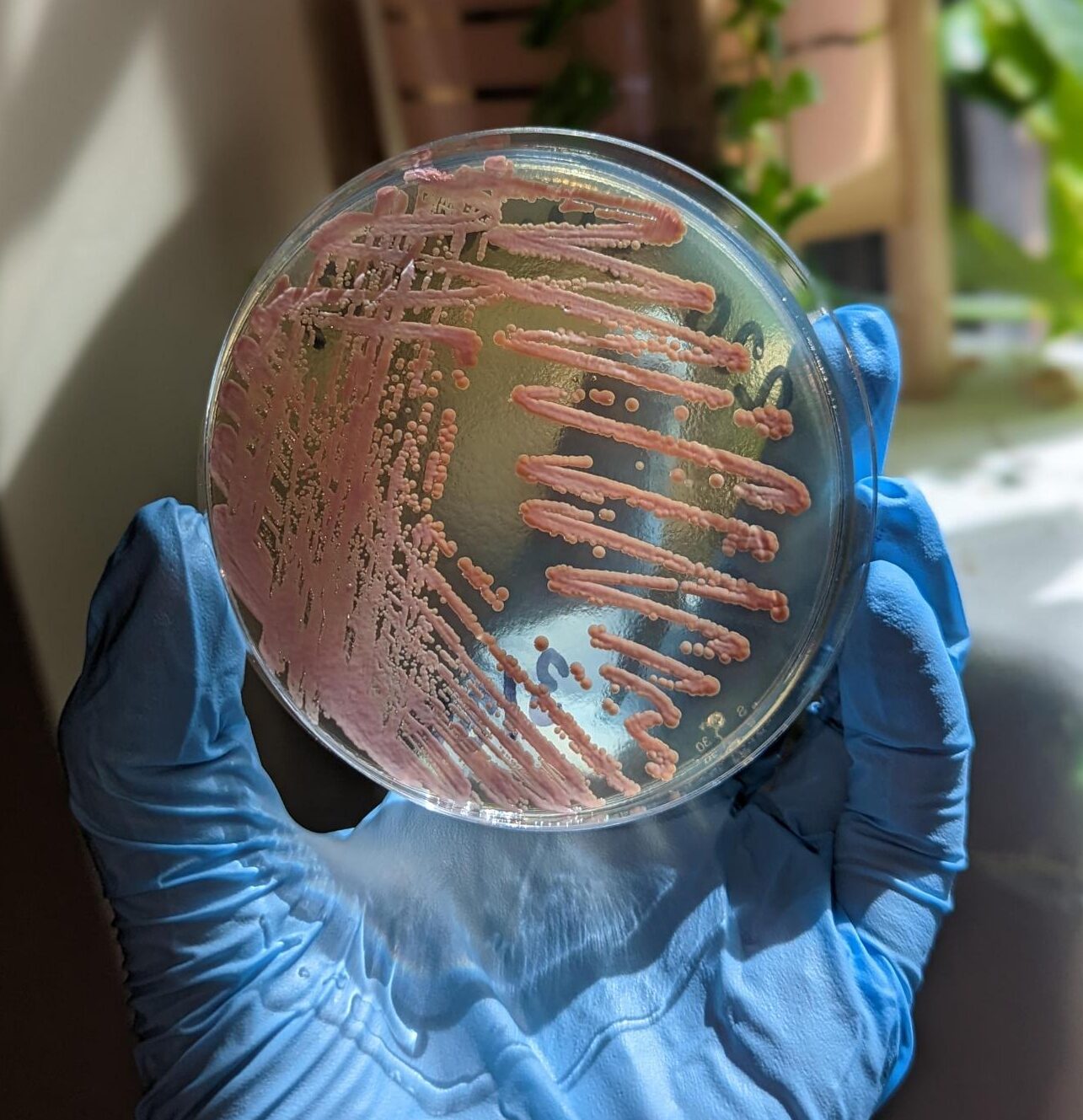 Plate sample or bacteria